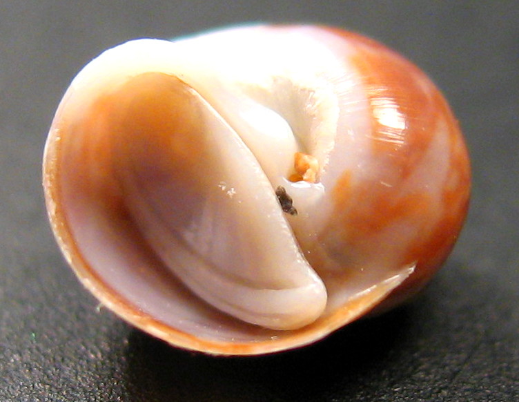 Juvenilia di molluschi